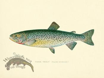 Trout Tahoe